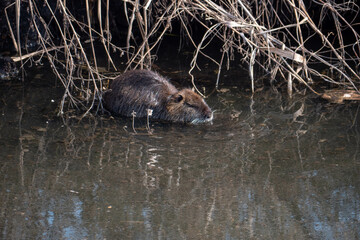 Myocastor coypus in Lagoon park in Italy
