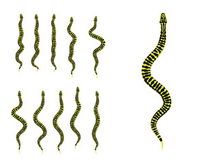 Animal Animation Sequence Carpet Python Cartoon Vector