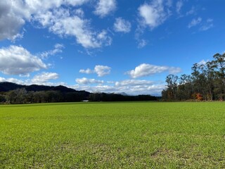 Fototapeta na wymiar 北海道十勝　秋まきの小麦畑