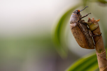 A sugarcane white grub or Lepidiota stigma climbing the trunk of a dracaena