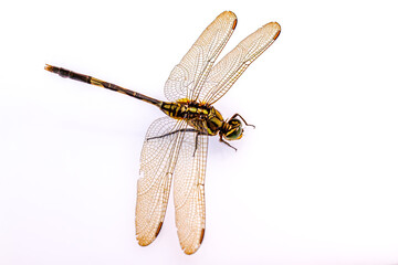 A dragonfly isolated on a white background, viewed from above