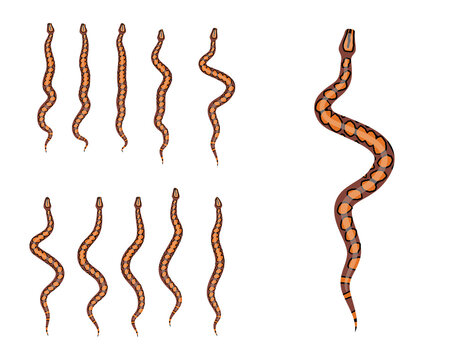 Animal Animation Sequence Rainbow Boa Cartoon Vector
