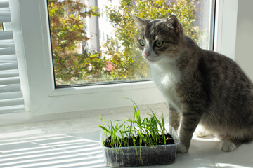 The cat on the windowsill is eating sprouted oats. Lack of vitamins for cats, feeding pets, getting rid of hair, vegetable food for cats