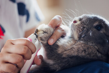 Owner trimming nails of her pet cute rabbit. Domestic rabbit lying down on owner lap to get cut...