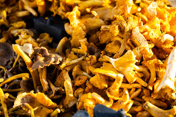 Pilze frisch vom Markt