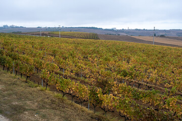 vineyard and grape leaves, front view