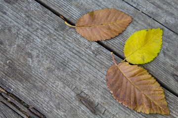 Fototapeta na wymiar Autumn leaves on a wooden table, close-up, simple composition, rustic style