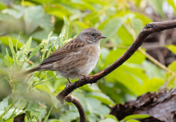 Dunnock