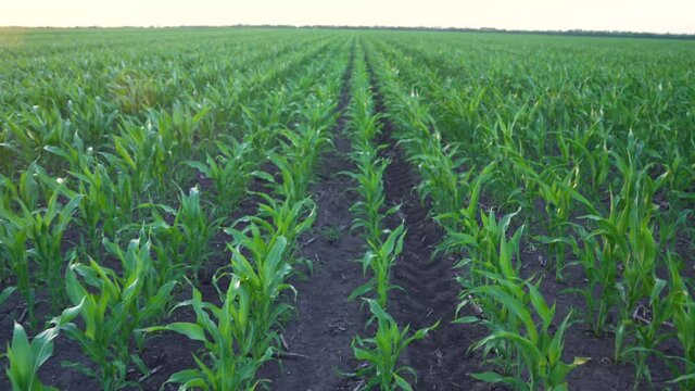 Agriculture. Corn field at sunset. Corn farm. Green maize plantation. Agriculture concept. Harvest grass. Growing feed on fertile soil. Corn farm at sunset. Plantation of maize on background of sky