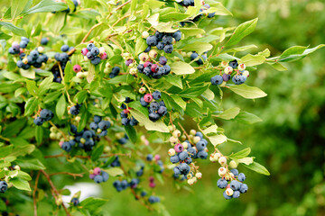 Branches and trees with ripe healthy blueberries. Blueberry farm, orchard or garden, pick-a-berry farm for self picking.