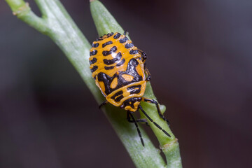 Nymph of Eurydema ventralis walking on a green plant on a sunny day. High quality photo