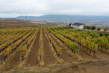 Fototapeta na wymiar vineyard and grape leaves, front view