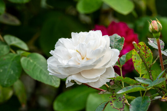 Rose (rosa) 'Macmillan Nurse' a summer autumn fall flowering shrub plant with a white summertime double flower, stock photo image