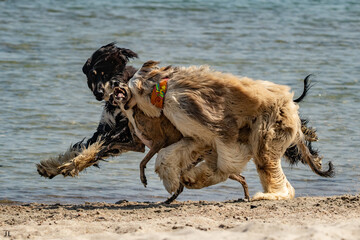 Hunde am Strand
