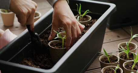 Woman put cup of small spinach into pot at home garden