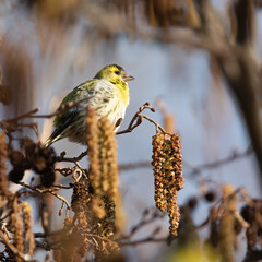 Eurasian Siskin