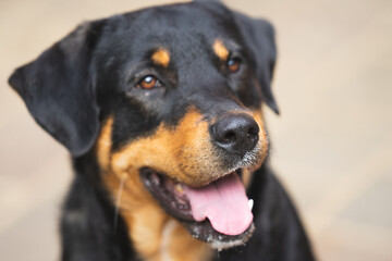 Fototapeta premium Rottweiler posing in front of the camera