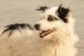 Hunde am Strand