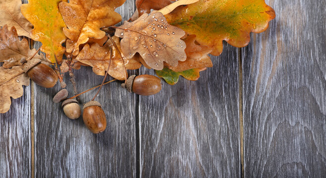 ripe acorns and oak leaves close up on rustic wooden background. autumn minimal composition. forest harvest, fall season. Flat lay