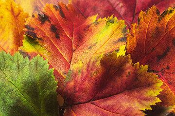 Autumn leaves are yellow, red for your ideas. Nature textured background. Copy space, top view