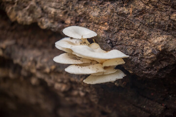 Oyster mushrooms close-up in the forest, autumn harvest, the concept of vegetables and raw food. Tropical mushrooms.