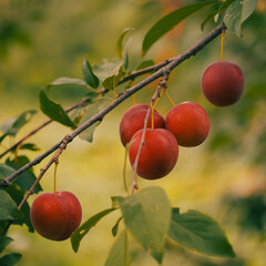 Ripe red cherry plum on a branch, close-up. Homegrown fruits.