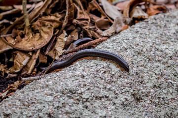 African centipede crawls in the rainforest. An exotic animal of the tropics.