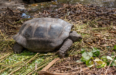 Obraz premium Gigantic Turtles in Seychelles, Rare Endemic Species, Giant Turtle, Aldabra Island, Population,Gigantic Turtles in Seychelles, Rare Endemic Species, Giant Turtle, Aldabra Island, Population, in Water