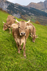 three brown cows grazing on a field in Elm, Switzerland