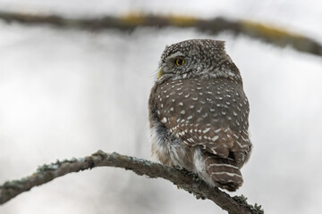 Eurasian Pygmy Owl