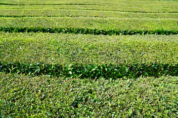 tea fields on the azores