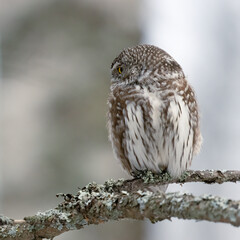 Eurasian Pygmy Owl