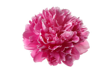 Beautiful rose-shaped peony flower in pink color isolated on white background.