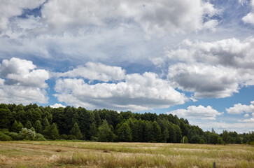 Fototapeta na wymiar Dense forest against the sky and meadows. Beautiful landscape of a row of trees and blue sky background