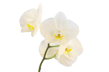 Fototapeta na wymiar a branch with an inflorescence of a white orchid, isolate on a contrasting background