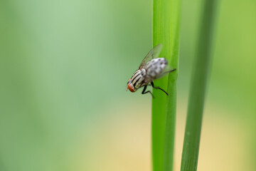 A fly perched on a green leaf with a green backdrop. Macro photography technics
