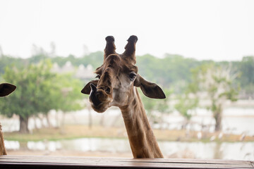 Giraffes are looking and waiting for food from tourists in the zoo. © Tanawit