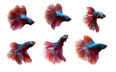 Fototapeta premium Collection of colorful Thai betta fish, Siamese fighting fish (Rosetail) (halfmoon), dragon fighting fish, Betta splendens. On white background.