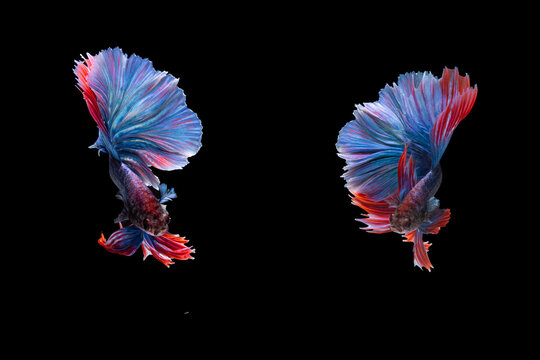 Collection of colorful Thai betta fish, Siamese fighting fish (Rosetail) (halfmoon), dragon fighting fish, Betta splendens. On black background.