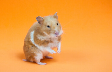 Curious Syrian hamster leaning on hind legs on an orange background