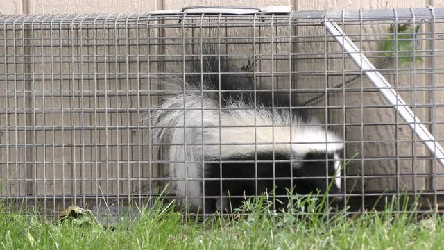 Young Skunk captured in an animal trap for relocation
