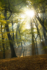 Sunrice in the forest. Autumn forest in the morning. The sun's rays among the leaves of the trees