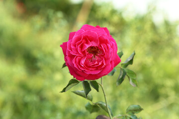 nature green rose flower