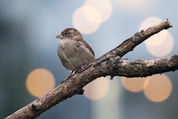 house sparrow bokeh