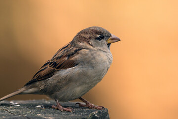 house sparrow