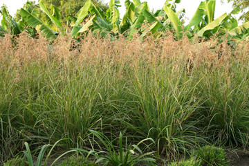 nature green rose flower