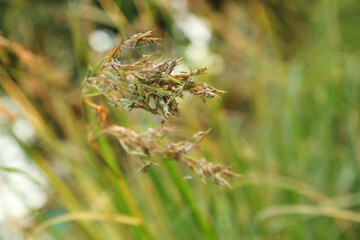 nature green rose flower