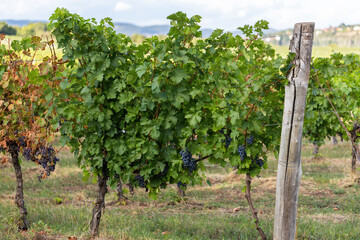 Fototapeta na wymiar Wine orchard ready for harvesting in winery area in summer. Fresh growth grapes growing on bushy tree in vineyard. Green plant with juicy fruit on countryside.