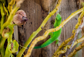 Lizard on Palm Leaves Tropical Background Sun Light Holiday Travel Design Space Palm Trees Branches Landscape Indonesia Seychelles Philippines Travel Island Relax Sea Ocean. green felzuma