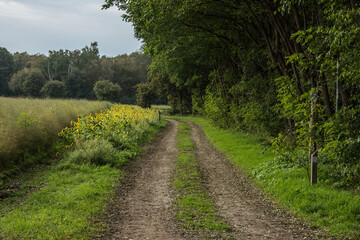 Fototapeta na wymiar country road near sunflowers field an asparagus field in autumn